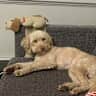 House sit pet parent - 2 year old cockapoo in detached house by the river in richmond, west london
