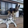House sit pet parent - Burleigh Beach Dogsit for Two Loving Shepherd Huskies – Zoe & Koda!