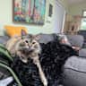 House sit pet parent - Cat sitter required for one cat.