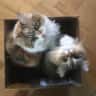 House sit pet parent - Two Adorable Siberian Cats in a Artsy Hamilton House