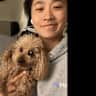 House sit pet parent - Seeking Experienced and Dog Sitter for My Poodle, Fluffy to stay  at your place