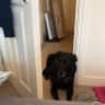 House sit pet parent - Warm and comfortable flat in in a gated community in Zone 2,  Islington, London