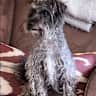 House sit pet parent - Loving Jackapoo looking for some company over Christmas in Oxfordshire.