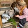 House sit pet parent - Caring and Reliable Pet Sitter for our 4 Adorable Rabbits
