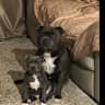 House sit pet parent - Tommy and Minnie looking for holiday parents