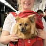House sit pet parent - Sunlight apartment in prospect heights