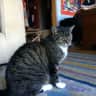 House sit pet parent - Cat needs snuggles and company in cozy home for 25 days.