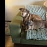 House sit pet parent - Need TRUE Dog lovers to care for two sweet boys.
