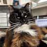 House sit pet parent - Pet sitter required for Chester clan