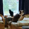 House sit pet parent - Cozy home, quaint town, sweet and active dog, independent cat