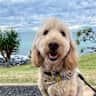 House sit pet parent - Gold Coast dog sit for Winston the Groodle.