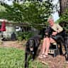 House sit pet parent - House sit w/two loving Labradors in Newport News, of the VA Historic Triangle