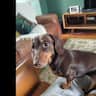 House sit pet parent - Straffan house sit with Penelope the mini dachshund