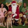 House sit pet parent - A Tasmanian home and a golden-hearted friend named Neo