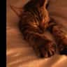 House sit pet parent - Bengal Cats, Apartment and Plant Sitting