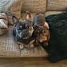 House sit pet parent - Two gorgeous dogs need looking after in North Norfolk
