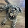 House sit pet parent - Schnoodle puppy, located in Nelson, looking for a lovely pet sitter