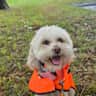 House sit pet parent - Explore Boston from our home while caring for Buster, a loving poodle mix!