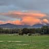 House sit pet parent - Hobby Farm outskirts of Historic Town Yackandandah