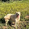 House sit pet parent - Beautiful mountain home with a large dog. Perfect to enjoy Fall!