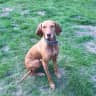 House sit pet parent - Fantastic open-plan home with a great garden & pool...and beautiful dog!