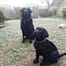 House sit pet parent - Loveable black labrador bear & a her dear companion Amber.