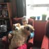House sit pet parent - Play with our Fur babies on the Best Coast. Enjoy the bush and beach close by.