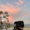 House sit pet parent - We need your help