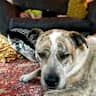 House sit pet parent - Milo the friendliest Aussie Cattle dog lives here.