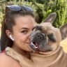 House sit pet parent - 3 year old female French bulldog holiday sitting in Nottingham
