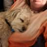 House sit pet parent - Lovable Wilbur looking for cuddles in spacious Romford home