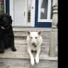 House sit pet parent - Work remotely from St. John's.