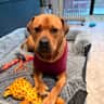 House sit pet parent - Inner city Abbotsford Terrace with our beautiful Bambi