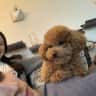 House sit pet parent - Older Toy Poodle Needing Buddy