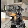 House sit pet parent - Beautiful apartment in Dubai with a lovely Rottweiler