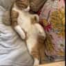 House sit pet parent - Family leaving for summer and needing someone to share cuddles with our cat