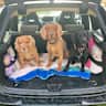 House sit pet parent - 3 friendly cocker spaniels in a modern home. Close to great dog walks, amenities