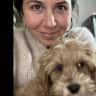 House sit pet parent - Cockapoo puppy on the shores of beautiful lake Starnberg in Bavaria
