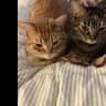 House sit pet parent - Kitties and their home need looking after in the Spanish sun.
