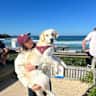 House sit pet parent - Sunny is looking for a beach loving sitter!