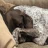House sit pet parent - ENJOY YOUR STAY AND VISIT WITH OUR PUP:)