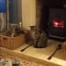 House sit pet parent - Feline care in a rural setting in Devon.
