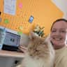 House sit pet parent - Maine Coon seeks purrfect sitter in Manchester City Centre!