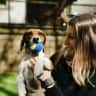 House sit pet parent - Scotland with Mabel