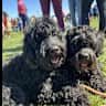 House sit pet parent - Suburban Connecticut Family seeking care for adorable Portuguese Water Dogs.