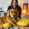 House sit pet parent - Loving Golden Retriever & Quiet, Peaceful Home