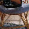 House sit pet parent - House sit by the beach in Dublin, Ireland with two cats.
