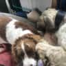 House sit pet parent - Village location where our Spaniel and Lurcher need your care! Car provided!