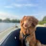 House sit pet parent - Luna the lively toller in Haarlem
