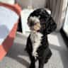 House sit pet parent - 5 bedroom home and dog in Sydney’s Northern Beaches